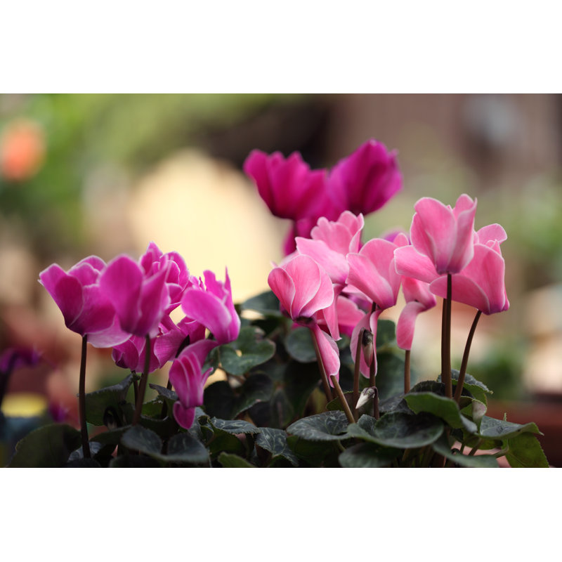 Cylamen Flowers by Kathryn8 - No Frame Print on Canvas, 61cm H x 91cm W