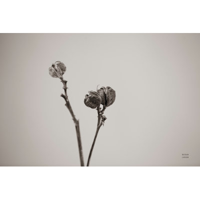 Daylily Pod Study 1 Piece Wrapped Canvas Wall Art