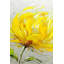 Fleur jaune moelleuse - impression matte encadrée pour la décoration intérieure