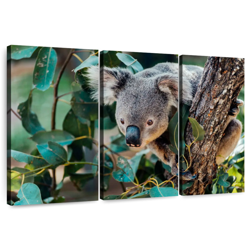 Australia Koala