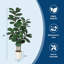 120cm Plant