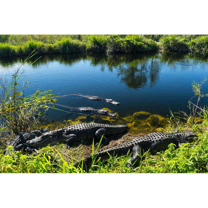 Herd Of Crocodiles Enjoying The Sun - Wrapped Canvas Print, 61cm H x 91cm W x 3.8cm D