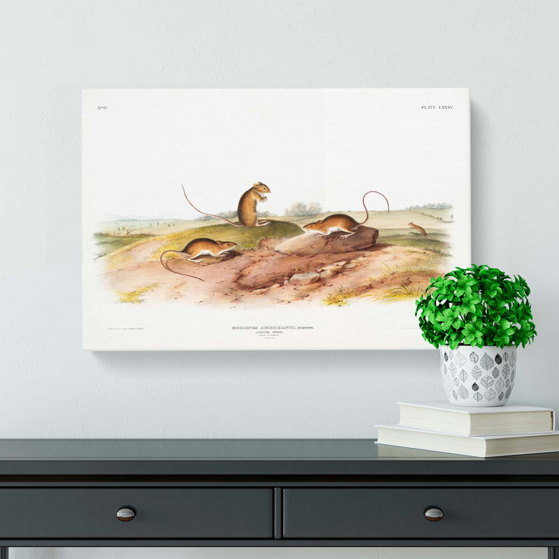 Jumping Mice by J.W. Audubon - Wrapped Canvas, 40cm H x 60cm W x 3cm D