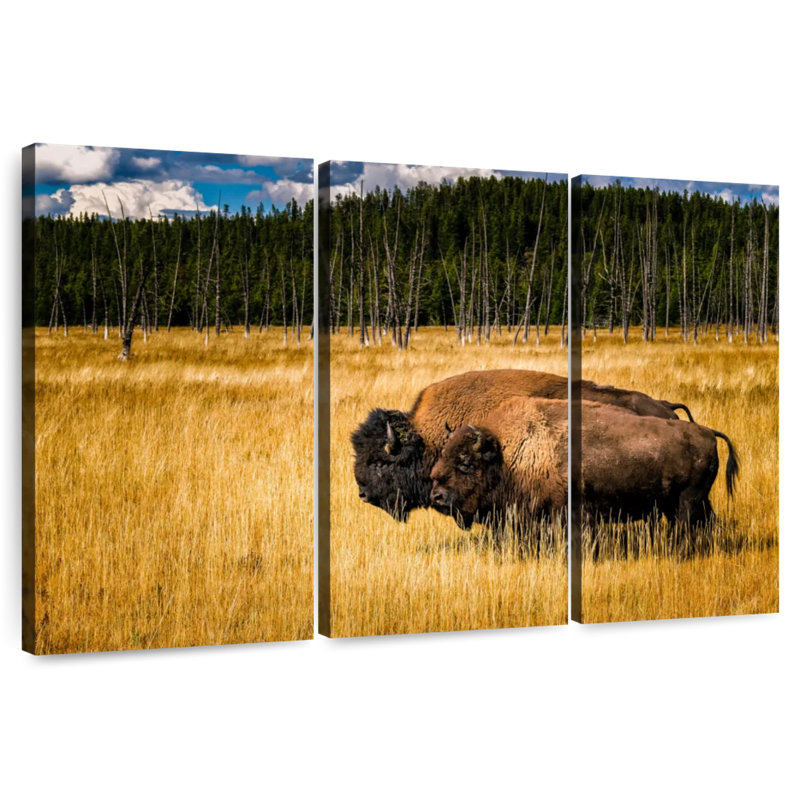 Brampt Bison In Summer, 20" H x 33" W