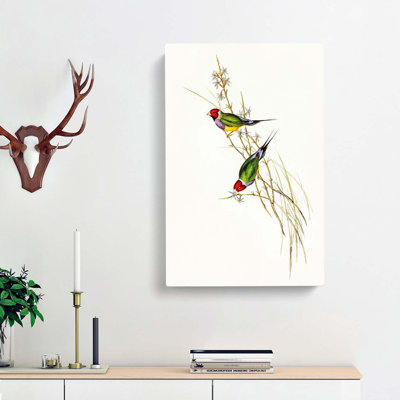 Beautiful Grass Finch by Elizabeth Gould - Wrapped Canvas Painting Pint