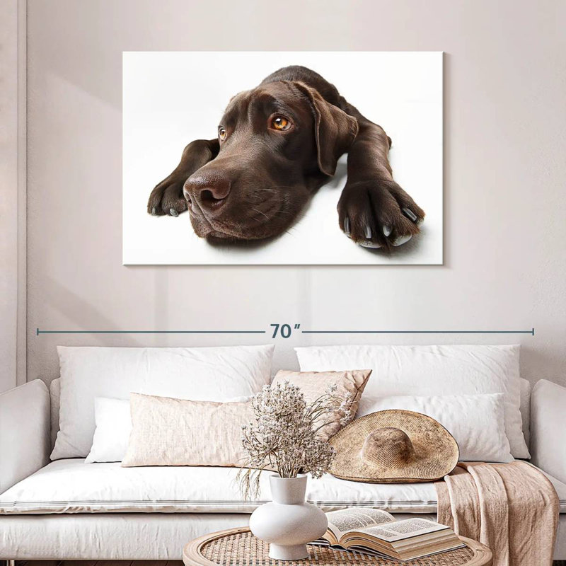 Labrador brun chocolat Brampt, H 30 po x l 45 po