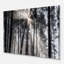 «Sunbeam Through Black White Forest», photographie-35125684-113143484