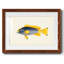 Collection de poissons tropicaux V-1194764178-1194764187