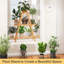 Support à plantes en bambou pour plantes multiples-616432224