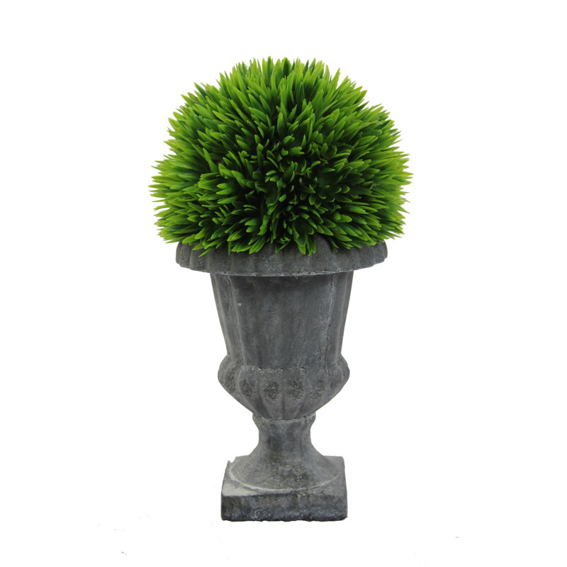 Topiaire fausse citronnelle en urne