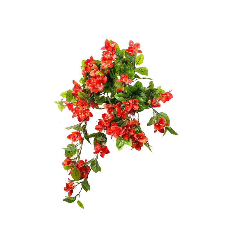 Bougainvillée suspendue