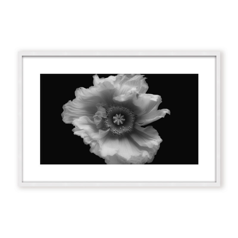 Nature Inspired Poppy in Mono by  - Picture Frame Photograph on Paper, 32" H x 48" W x 1.125" D, Framed Matted Print, Black