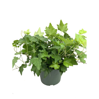 Green English Ivy - Live Plant in a Pot - Hedera Helix - Beautiful Easy Care Indoor Air Purifying Houseplant Vine