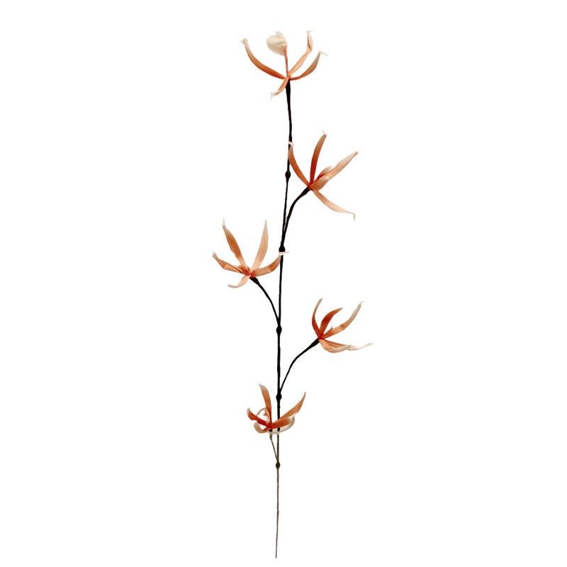 Mini orchidée araignée X 5