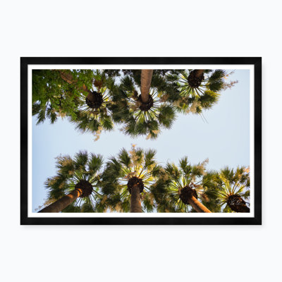 National Garden Palms I Print by Tim Klein
