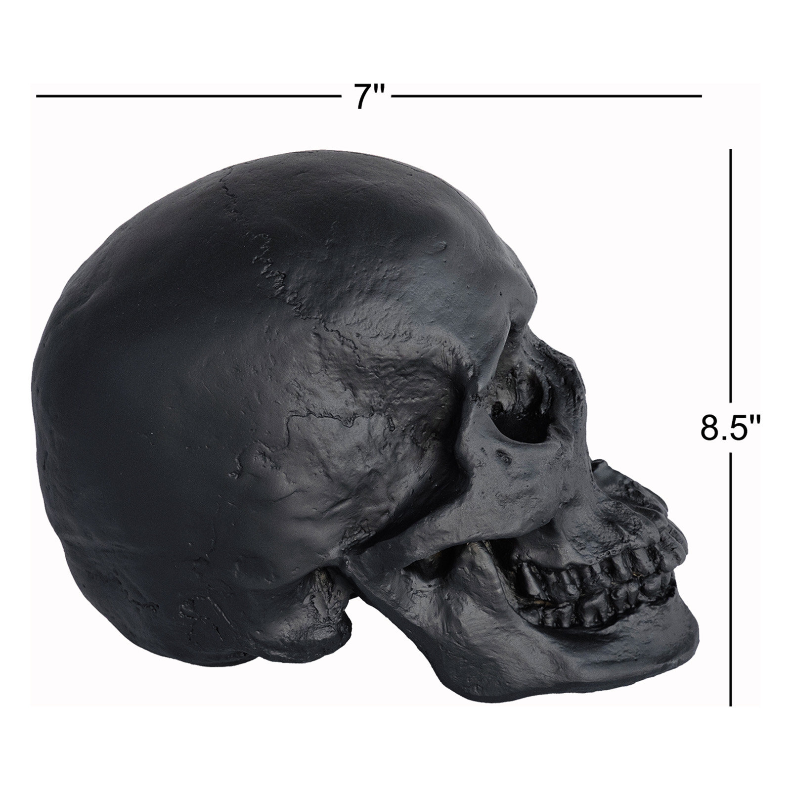 Muscogee Replica Faux Taxidermy Human Skull Figurine, Black