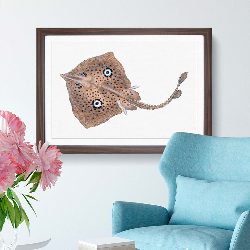 Brown Ray by Edward Donovan - Picture Frame Painting Print, 48cm H x 65cm W x 2cm D, Walnut Framed