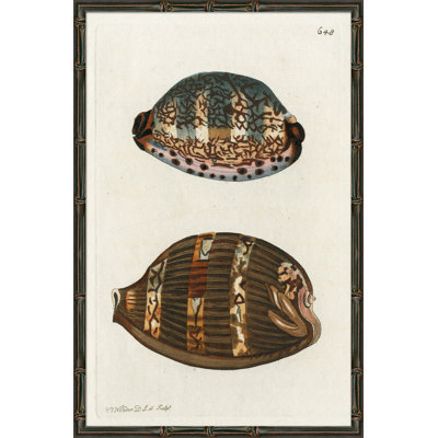'Sea Shell' Framed Graphic Art Print