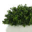 11'' Faux Boxwood Plant in Fiberstone Planter