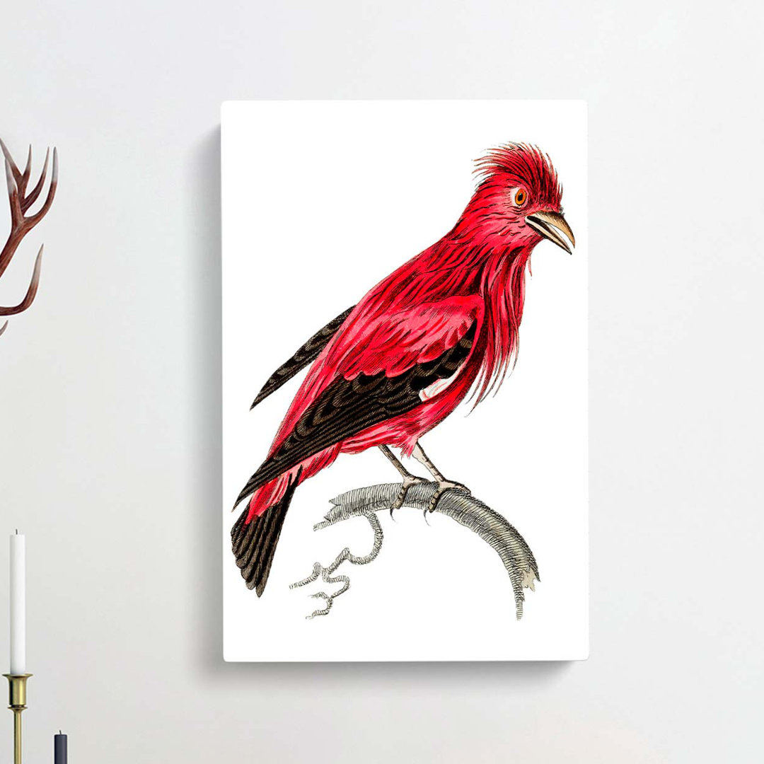 Crimson Roller Bird by George Shaw - Wrapped Canvas