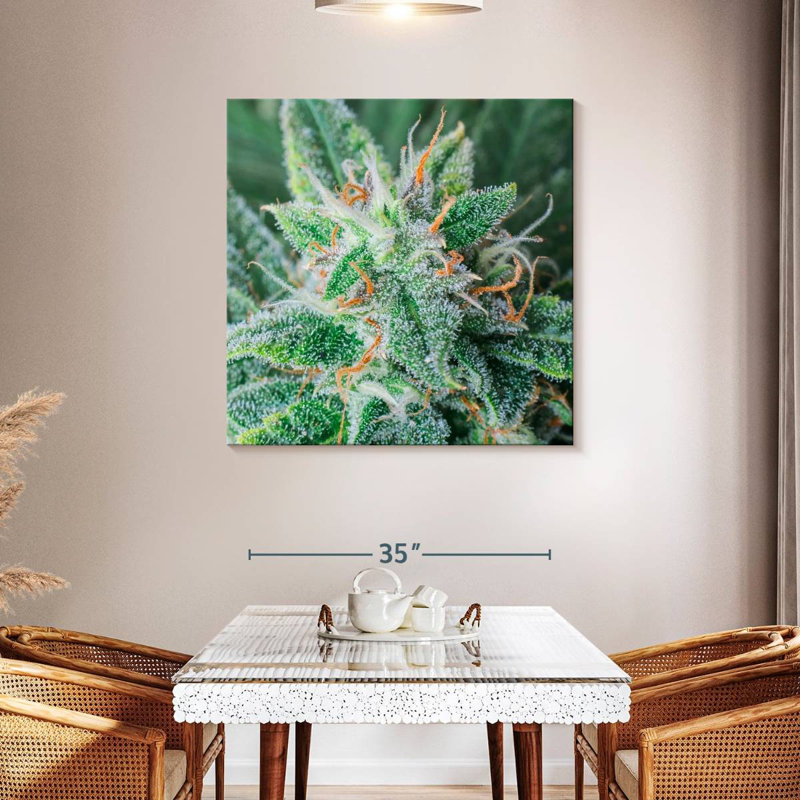 Cannabis Trichomes And Pistils, 39" H x 39" W