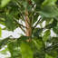 Faux arbre en forme créative en pot Amee H 61 "