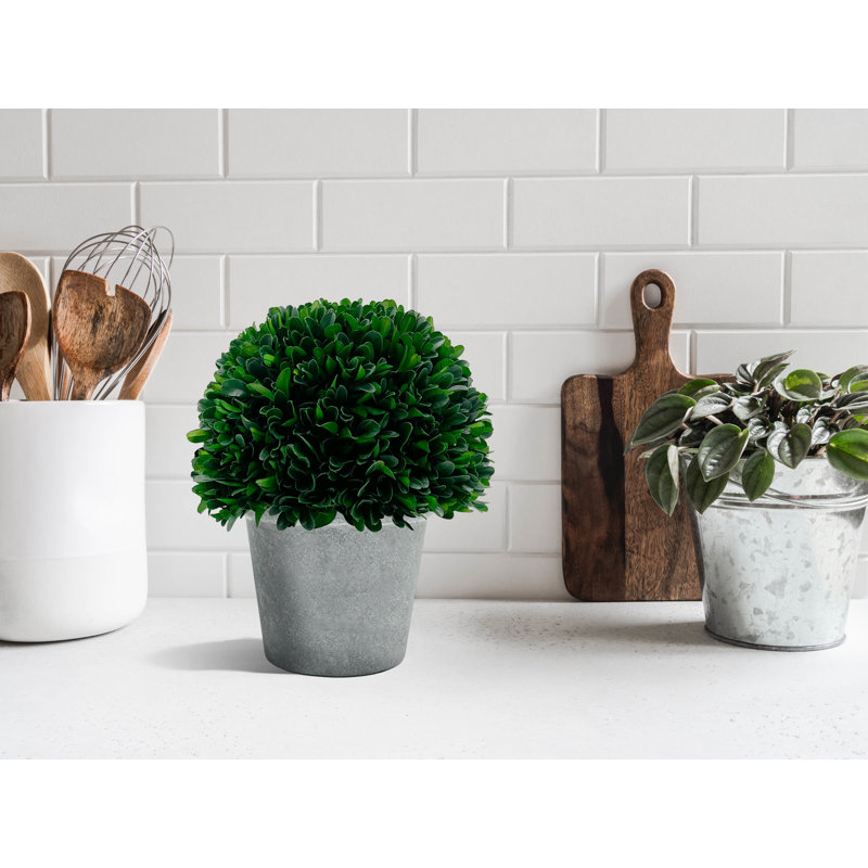 Plante topiaire en pot 10 po