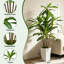 Faux arbre Dracaena 6 pi