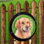 Housse transparente pour animal de compagnie