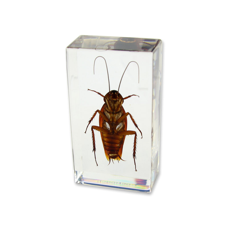 Presse-papier coccinelle en Coackroach Raffaele