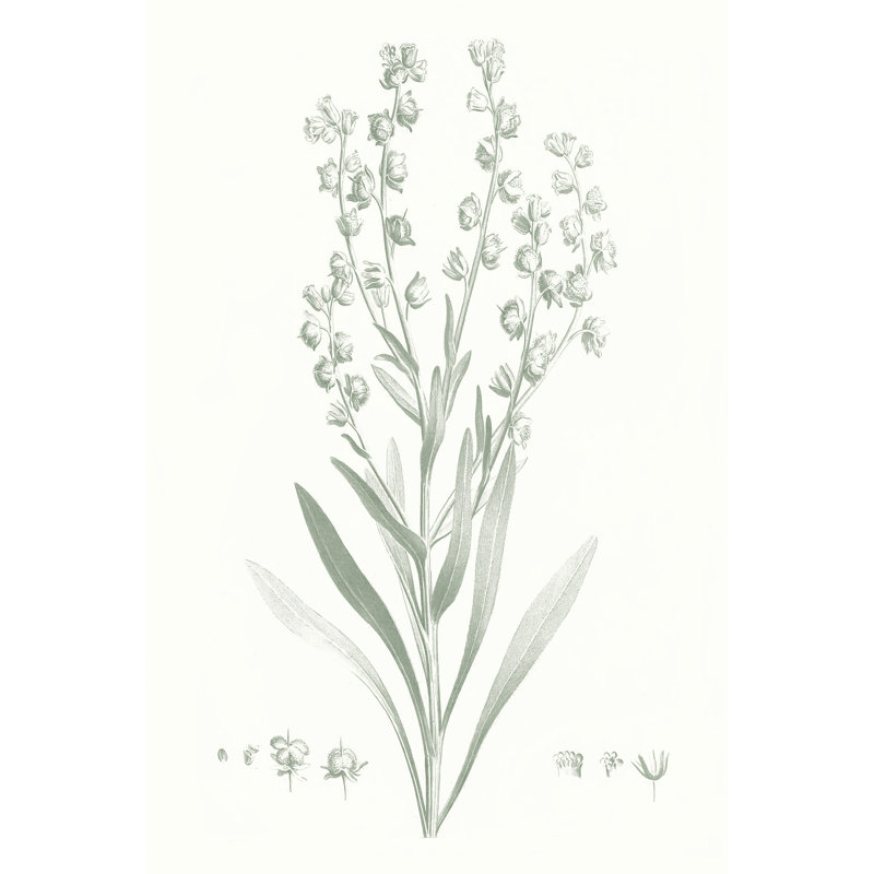 Botanical Study In Sage I by Vision Studio - Wrapped Canvas Painting, 122cm H x 81cm W