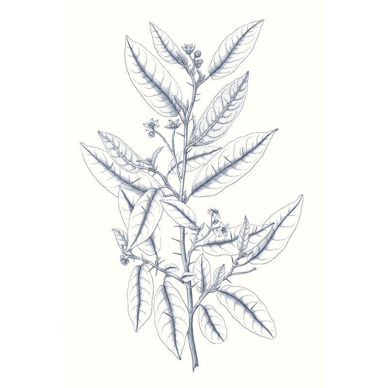 Indigo Botany Study V by Vision Studio - Wrapped Canvas Print, 91cm H x 61cm W