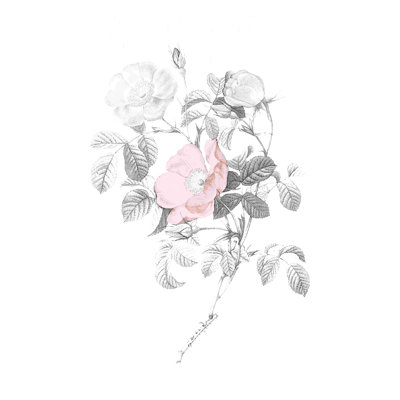Blanc, rose et gris botanique
