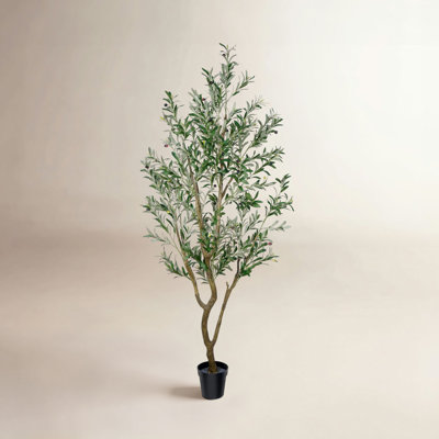 Olive Tree