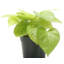Live Neon Pothos Plant