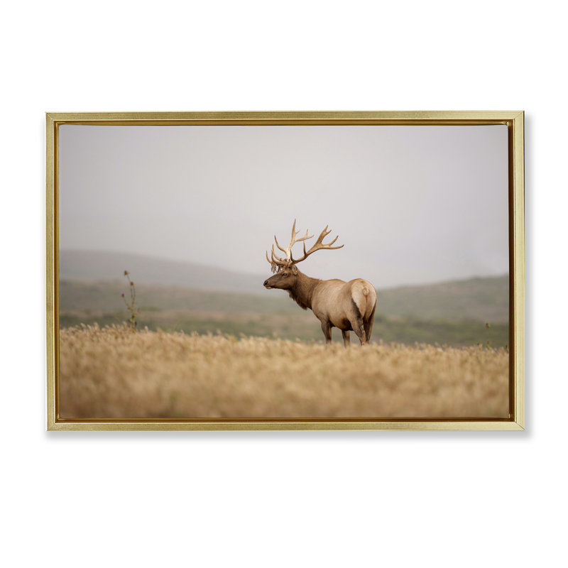  Photographie flottante «Tule Elk» par Crystal Lynn Collins, H 17 po x l 25 po, Cadre flottant métallique doré