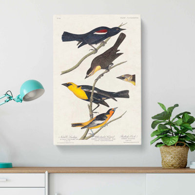 An Assortment of Birds by John James Audubon - Wrapped Canvas Painting Pint - Wrapped Canvas