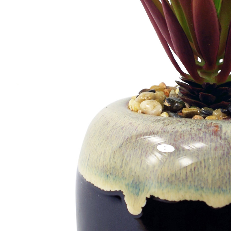 Annistin 20cm Plant