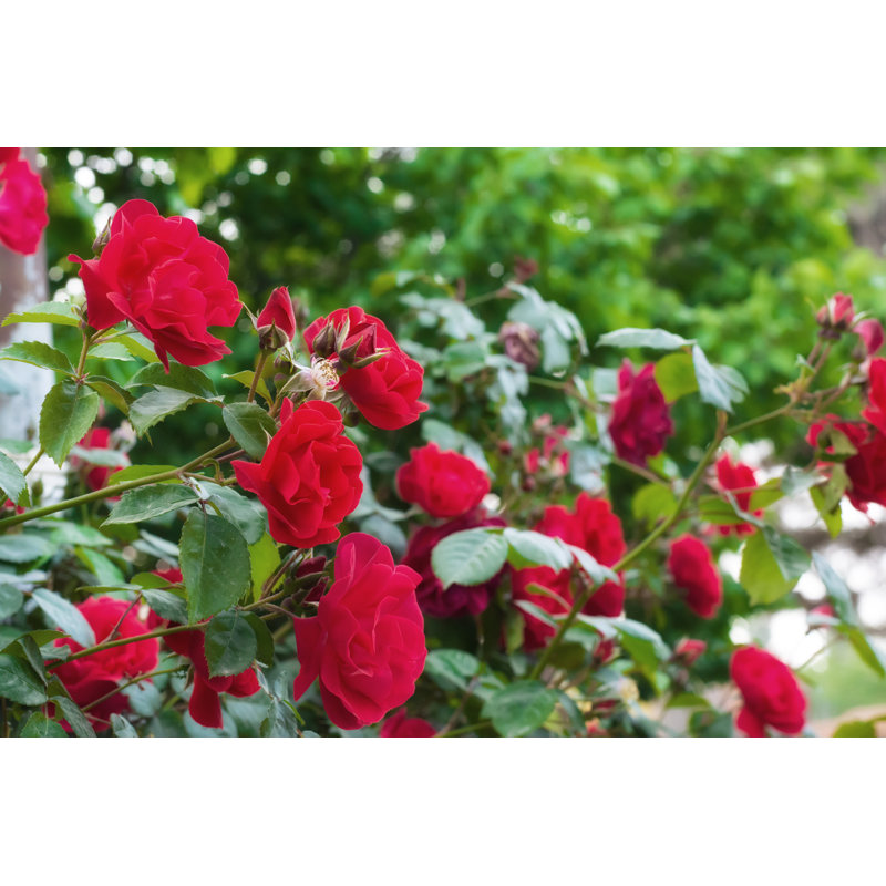 Roses dans le jardin, H 32 po x l 48 po