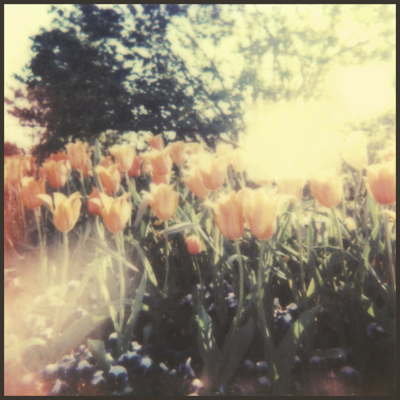 Tulipa Exposta II by Jason Johnson - Art Prints on Canvas, 91cm H x 91cm W x 3.8cm D
