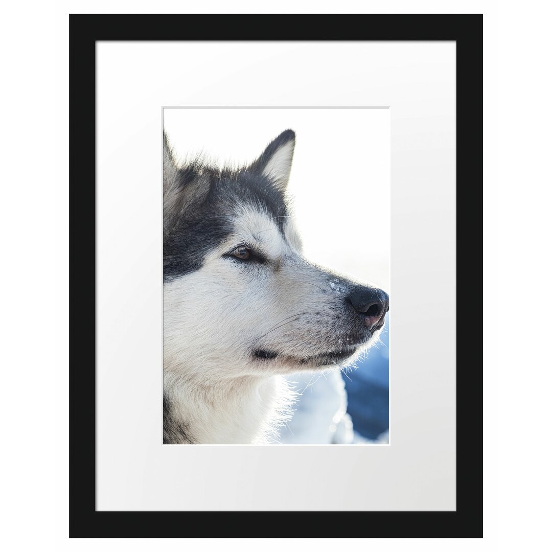 Gerahmtes Poster Husky im Schnee