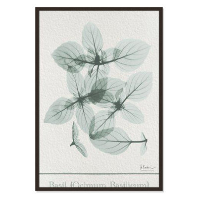 Jeanette "Basil Ocimum Basilicum" Painting