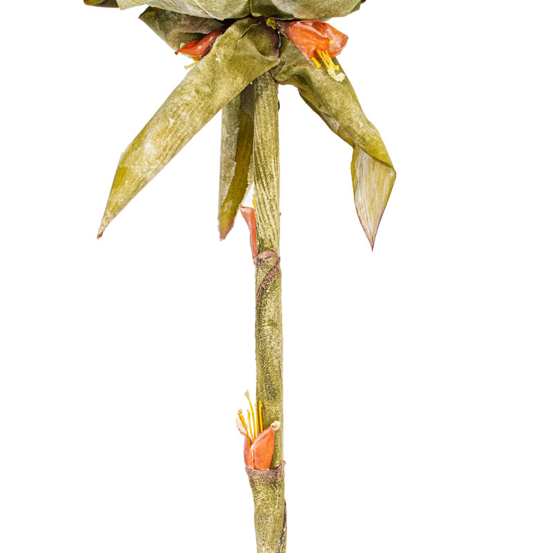 Vickerman Dea Protea Stem, 2 par sac, 37 plantes, Crème