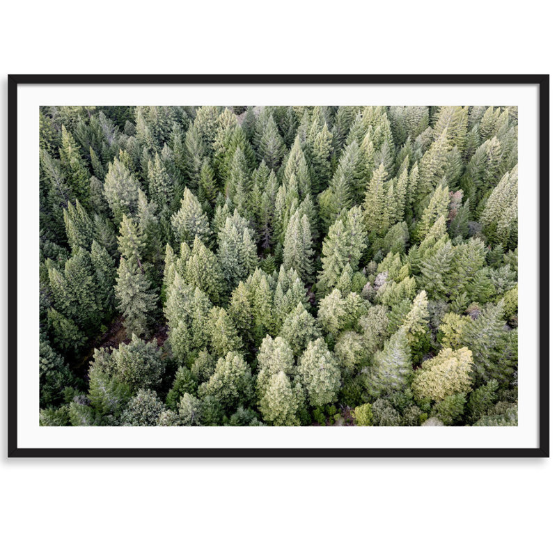 Redwoods View From Above Print by Carly Tabak, Black Wood, 44" W x 31" H