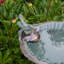 Bain d'oiseaux à coquille Saint-jacques et mangeoire avec piquet