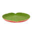 Amazōnia Earthenware Platter
