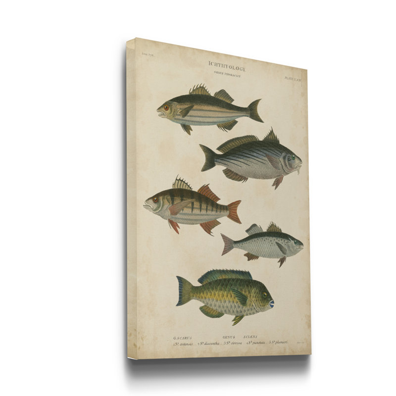 Reproduction d’art sur toile tendue « ichthyology III », H 27 po x l 18 po x P 1 po