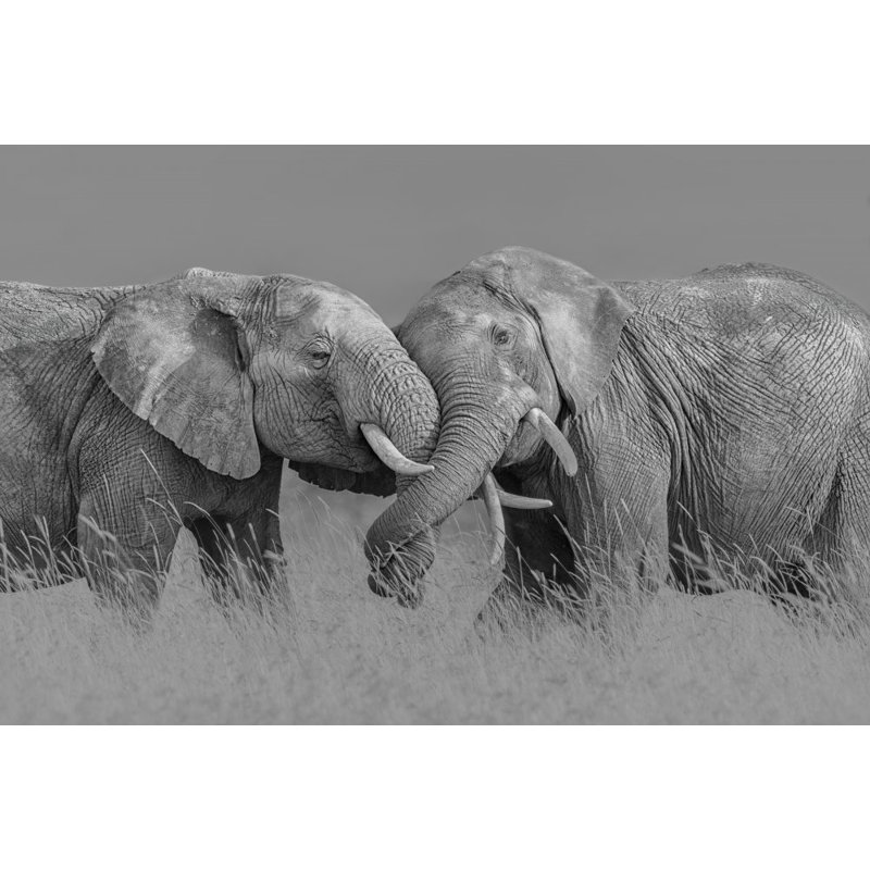 Wrapped Canvas Print, 50.8cm H x 76.2cm W