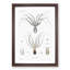 Octopus Illustration by A.A. Gould - Picture Frame Painting Print-55723666-55723663