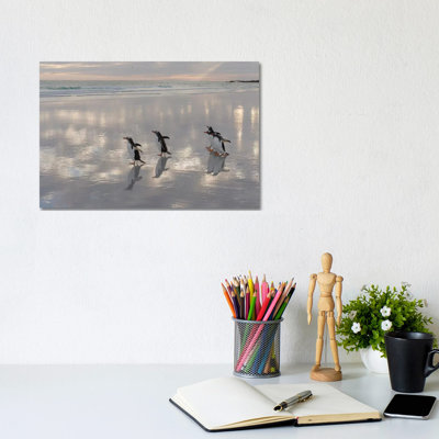 Gentoo Penguin on the Sandy Beach of Volunteer Point, Falkland Islands 1 Piece Wrapped Canvas Wall Art